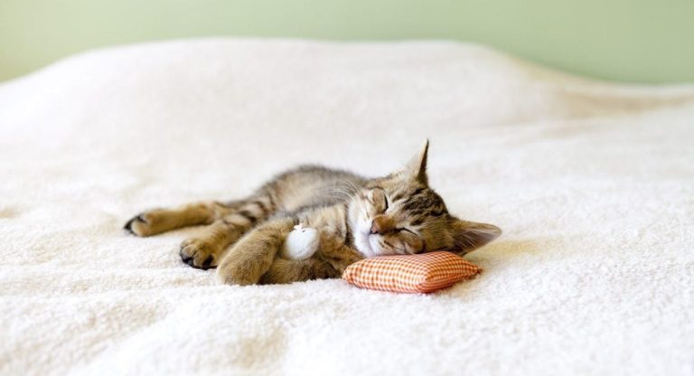 #117 Avons-nous oublié comment dormir ?